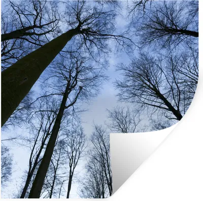 Produktbild von MuchoWow® Wandtattoo Wandsticker Wandaufkleber Wald - Bäume - Himmel 30x30 cm Selbstklebend und Repositionierbar - Repositionierbar - Wasser abweisend