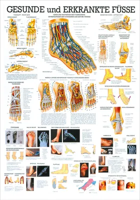 Produktbild von Der Fuß Lehrtafel Anatomie 100x70 cm medizinische Lehrmittel