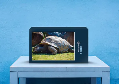 Produktbild von hansepuzzle 29566 - Schildkröte Puzzle, 1000 Teile, Tierwelt, 60,0 x 46,0cm mit hochwertiger Aufbewahrung, Kartonbox & Beutel