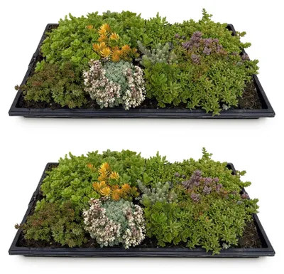 Image de Green boutiQ - Plante couvre-sol - Résistante au froid - Tapis de sedum - Composé de 10 variétés - X2 - Peu d'entretien - Longueur 50 cm, largeur 30 cm