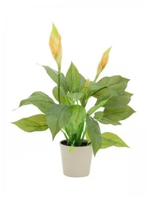 Produktbild von EUROPALMS Spathiphyllum, 50cm,