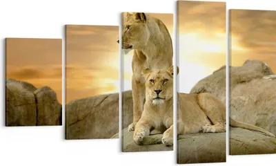 Produktbild von Bild auf Leinwand - Leinwandbild - Löwen Sonnenuntergang Felsen Krallen - 100x60cm - Wand Bild - Wanddeko - Leinwanddruck - Bilder - Kunstdruck - Leinwand bilder - Wandkunst - EG100x60-2958