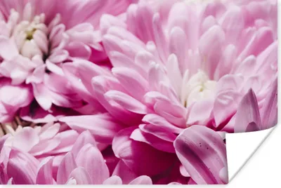 Produktbild von MuchoWow® Poster Blumen - Rosa - Natur 60x40 cm - Schlafzimmerdekoration