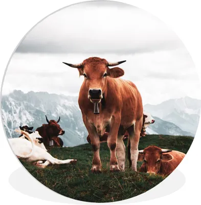 Produktbild von MuchoWow® Rundes Wandbild - Runde Bilder Tiere - Kuh - Berg Ø 90 cm Kreis Wanddekoration Kunststoff - Wandkreis - Wandschmuck - Wand-Kreis - Wohnzimmer - Bild - Runde - Wanddeko - Dibond - Kunstdrucke