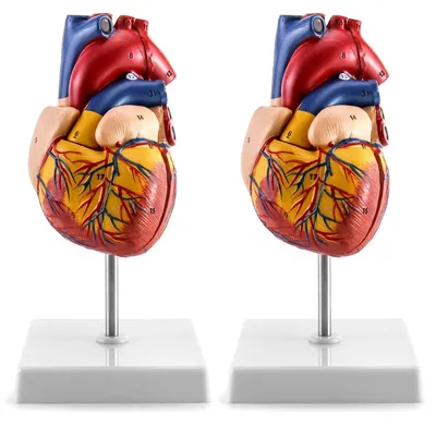 Herzmodell 2er-Set, lebensgroß, 34 anatomische Strukturen, nummeriert