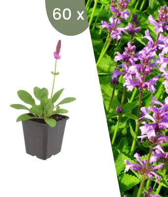 Produktbild von Plants by Frank | 60 Ziest 'Hummelo' Pflanzen | Stachys Monieri 'Hummelo' | Stauden | Winterhart | Mehrjährig | Gartenpflanzen