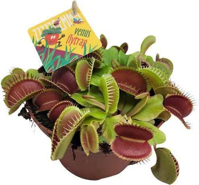 Immagine prodotto di Dionaea muscipula (trappola per mosche) Ø12 cm × 12 cm - Pianta carnivora da appartamento