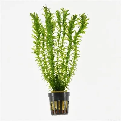 Productafbeelding van Moerings Elodea Densa | Waterpest | in 5 cm pot
