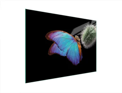 Produktbild von Glasschneidebrett 40x30 Schmetterling
