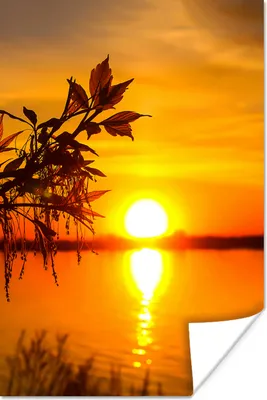 Produktbild von MuchoWow® Poster Sonnenuntergang - Wasser - Pflanzen - Orange 40x60 cm - Plakate für die Wand - Poster Babyzimmer