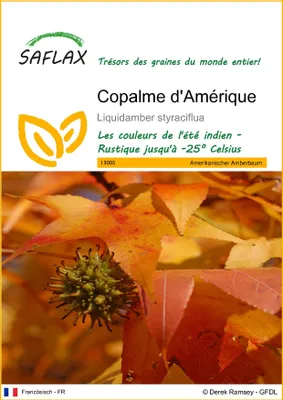 Image de SAFLAX  - Copalme d'Amérique - 100 graines - Liquidamber