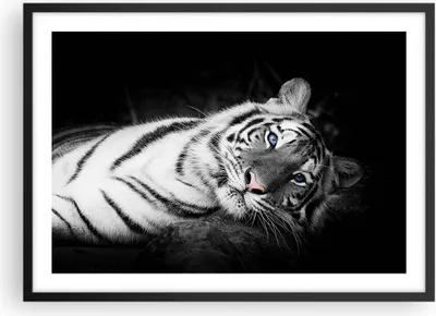 Produktbild von Gerahmtes Poster - Schwarzer Rahmen - Weiß Tiger Schwarz und Weiß - 70x50 cm - Wand Bild - Wanddeko - Wandbilder - Wandposter - Bilderrahmen - Bilder - Kunstdruck - Wandbild - P2BAA70x50-4247