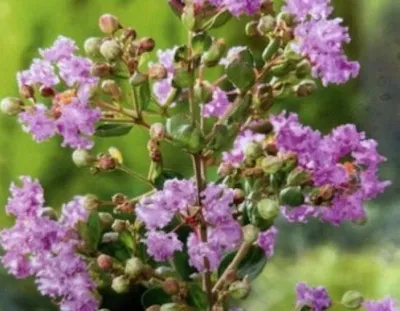 Produktbild von Chinesische Kräuselmyrte Petite Orchid - Lagerstroemia indica Petite Orchid - 40-60cm