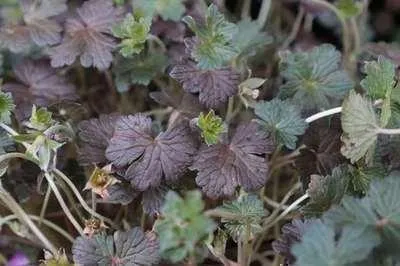 Zdjęcie produktu dla 6 x Geranium hybr. 'Orkney Cherry'® - Cranesbill- doniczka 9 x 9 cm