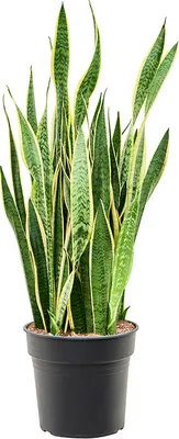 Obrázok produktu pre Sansevieria trifasciata Laurentii, priemer 30 cm
