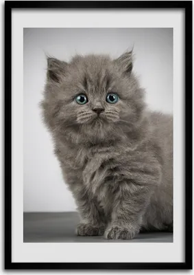 Produktbild von Bild - Bilderrahmen - 50 cm x 70 cm - MDF - Rahmen - Wandkunst Graue britische Katze