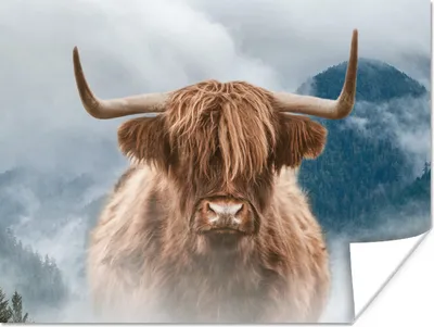 Produktbild von MuchoWow® Poster Schottische Highlander - Nebel - Berge 120x90 cm - Wandbild