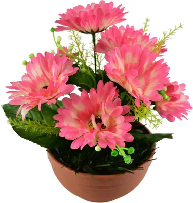 Immagine prodotto di Gerbere rosa 7 fiori in ciotola di terracotta Ø22/ 24 cm