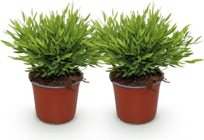 Obrázok produktu pre Bambus Pogonatherum Monica, sada 2 rastlín, Ø12cm, výška 30 - 35cm, dekoratívny
