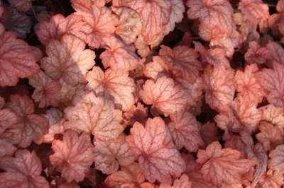 Obrázok produktu pre 6 x Heuchera hybr. 'Georgia Peach' - Fialový zvonček - kvetináč 9 x 9 cm