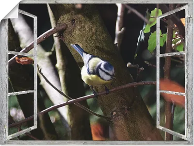 Produktbild von ARTland Poster Fensterblick - Blaumeise Größe: 80x60 cm