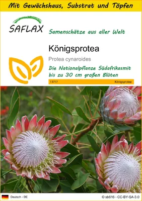 Produktbild von SAFLAX Anzucht Set - Königsprotea - Protea cynaroides - 5 Samen - Mit Mini-Gewächshaus, Anzuchtsubstrat und 2 Töpfen