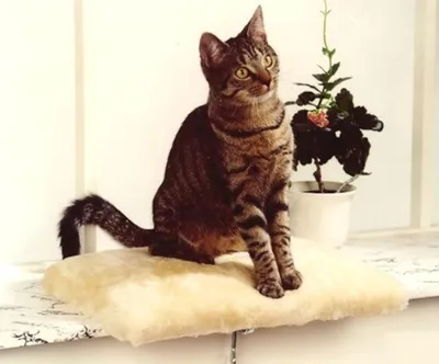 Produktbild von CAT BONBON Fensterliege "Amy" beige
