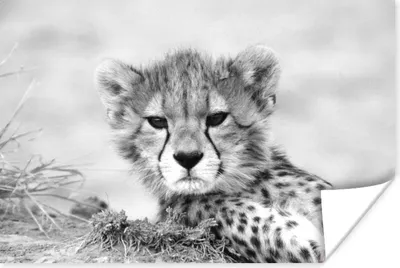 Produktbild von MuchoWow® Poster Nahaufnahme junger Gepard - schwarz und weiß 180x120 cm - Fotoplakat
