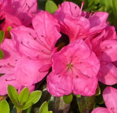 Produktbild von Rhododendron obtusum 'Anne Frank' Japanische Azalee 20 - 25 cm