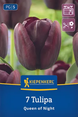 Produktbild von Kiepenkerl Einfache späte Tulpe Queen of Night Tulipa hybrids 7 Zwiebeln
