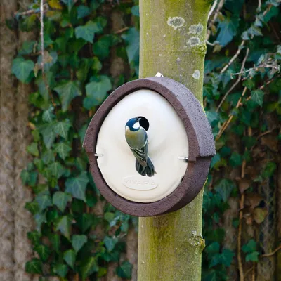 Produktbild von CJ Wildlife Nistkasten - Einflug 28 mm - WoodStone Holzbeton - 20x15x10,5 cm - für Meisen - mardersicher - 3x haltbarer als Holznistkästen