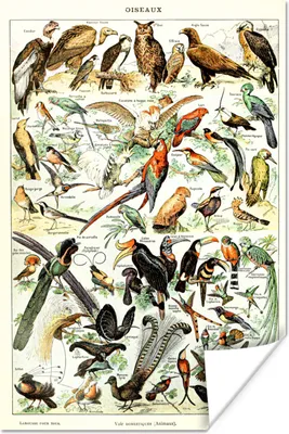 Produktbild von MuchoWow® Poster Vogel - Tiere - Natur 20x30 cm - Papierdruck