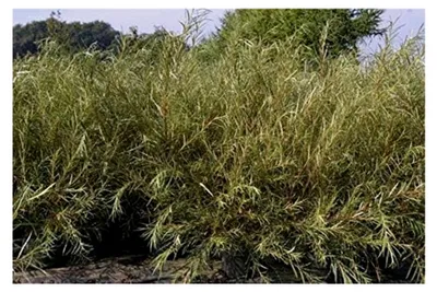 Produktbild von Rosmarinweide - Lavendelweide - Salix rosmarinifolia - 60-100 cm