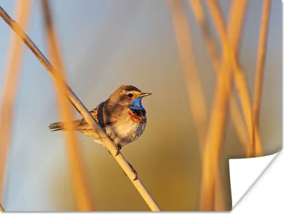 Produktbild von MuchoWow® Poster Vögel - Blaukehlchen - Schilf 40x30 cm - Plakate für die Wände - Poster Wohnzimmer