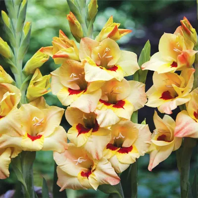 Produktbild von Gladiole Blumenzwiebeln Schwertblume Sommerblühende Siegwurze Louise 5 St.