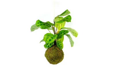 Obrázek produktu pro Gardners Kokedama Marantha leuconeura kerchoveana (L)