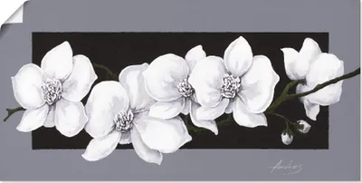 Produktbild von ARTland Poster Weiße Orchideen Größe: 60x30 cm