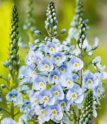 Produktbild von BALDUR Garten 6x Enzian-Ehrenpreis, Pflanzen im 9x9 cm-Topf, himmelblaue, duftende Blüten, pflegeleicht & winterhart, ideal für Beet & Kübel, lange Blütezeit