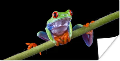 Produktbild von MuchoWow® Poster Frosch - Pflanze - Schwarz 80x40 cm - Wanddeko