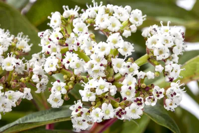 Produktbild von Viburnum davidii, Immergrüner Schneeball, 40–60 cm