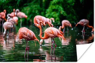 Produktbild von MuchoWow® Poster Flamingo - Tropisch - Vogel - Wasser - Rosa 60x40 cm - Schlafzimmerdekoration