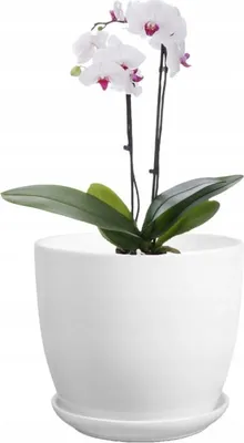 Produktbild von Keramik Blumentopf mit Untersetzer 16 cm weiß