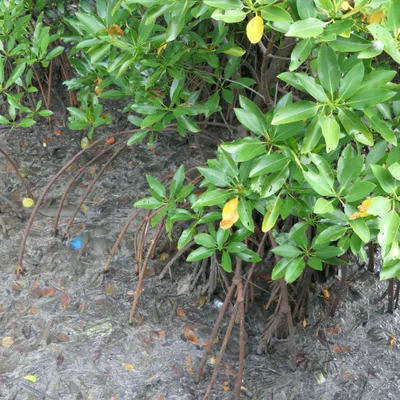 Obrázek produktu pro Mangrovník asijský (Rhizophora mucronata) – 1 semeno