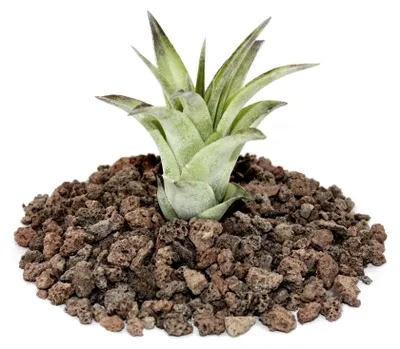 Obrázok produktu pre Tillandsia brachycaulos mutliflora - voľná rastlina malá