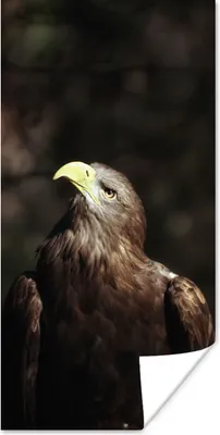 Produktbild von MuchoWow® Poster Bild eines sitzenden europäischen Seeadlers 20x40 cm - Plakat - Foto