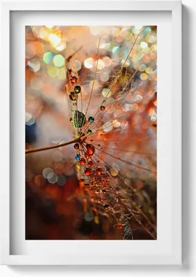 Produktbild von Löwenzahn und Tau– Wandbild mit Rahmen – Gerahmtes Bild  – Wanddekoration – 40x60 cm – Weiß