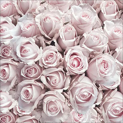 Produktbild von Servietten Papier 33x33cm 3-lagig mit Rosen Motiv 20 Stück