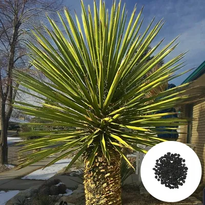 Zdjęcie produktu dla Nasiona roślin egzotycznych - zestaw 5 sztuk - Mrozoodporna - Yucca Faxoniana - Juka Faxoniana