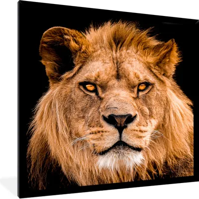 Produktbild von MuchoWow® Gerahmtes Poster Löwe - Porträt - Schwarz 40x40 cm - Poster mit Schwarzem Bilderrahmen Wandposter Rahmen Foto Bilder - Mit Rahmen - Wanddekoration Schlafzimmer