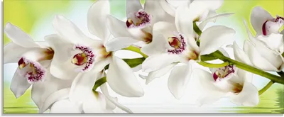 Produktbild von ARTland Glasbild Weiße Orchidee Größe: 125x50 cm